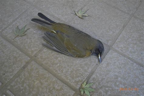 陽台有死掉的小鳥|【鳥死在陽台怎麼處理】鳥死在陽台？風水禁忌看過來！處理野生。